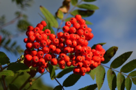 Rowan berries